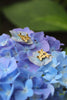 Blue Hydrangea 14k Gold Blooms