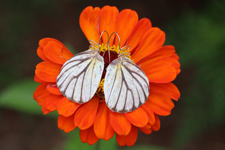 White Appias Striped Butterfly Earwing